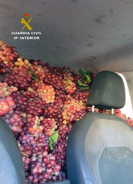 Recuperan cerca de dos toneladas de uva robadas de fincas de la comarca del Bajo Guadalentín, Foto 5