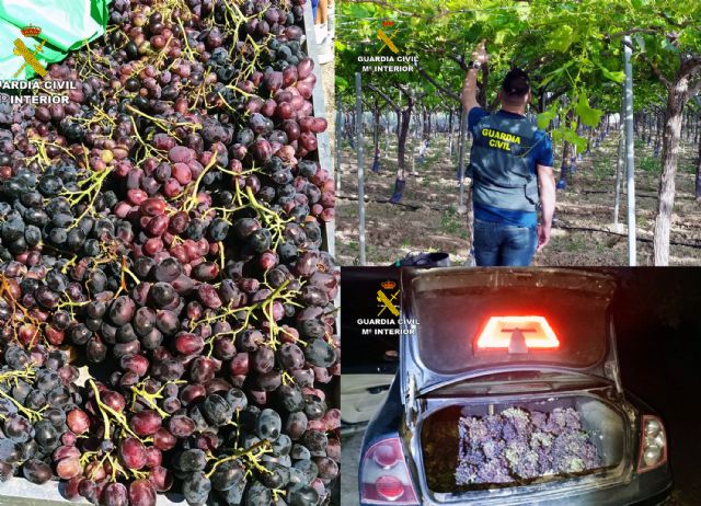 Recuperan cerca de dos toneladas de uva robadas de fincas de la comarca del Bajo Guadalentín, Foto 6