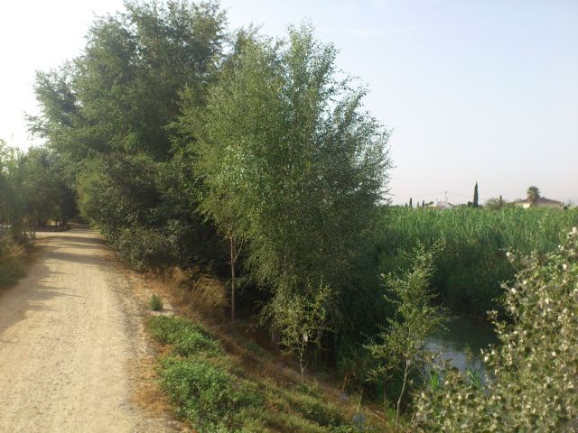 El Ministerio de Agricultura y Pesca, Alimentación y Medio ambiente recuperará cuatro kilómetros del río Segura a su paso por Molina de Segura - 1, Foto 1