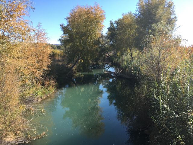 El Ministerio de Agricultura y Pesca, Alimentación y Medio ambiente recuperará cuatro kilómetros del río Segura a su paso por Molina de Segura - 2, Foto 2