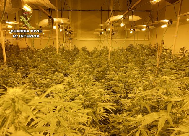 La Guardia Civil desmantela una importante plantación de marihuana en una nave industrial de Cieza - 2, Foto 2