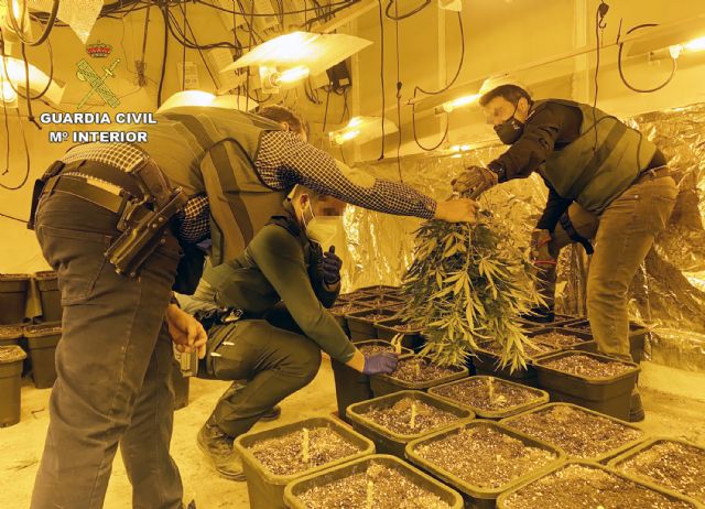 La Guardia Civil desmantela una importante plantación de marihuana en una nave industrial de Cieza - 4, Foto 4