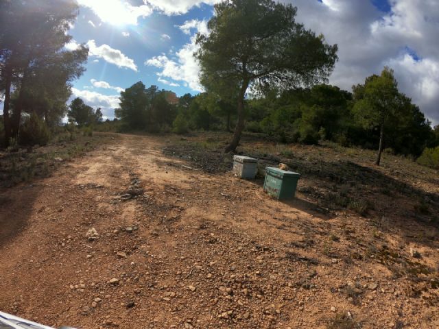 Medio Ambiente abre los montes públicos a los apicultores para favorecer la biodiversidad y la gestión sostenible del territorio - 2, Foto 2