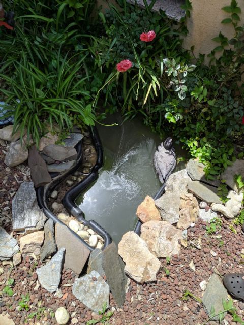 El Ayuntamiento mantiene los tratamientos contra la plaga del mosquito tigre que baja de intensidad - 2, Foto 2