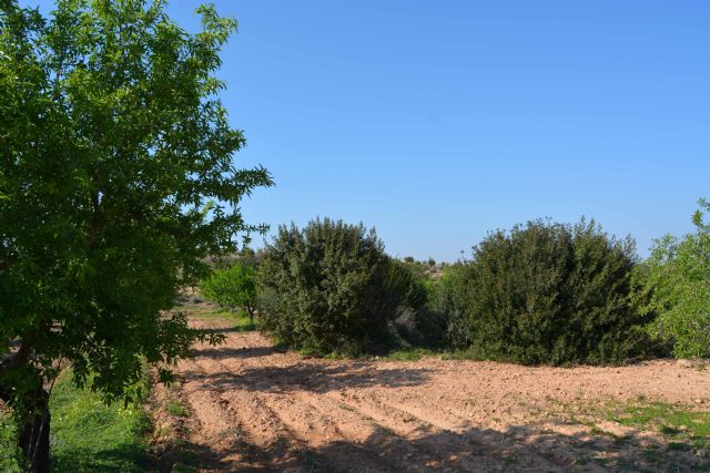 Las centrales solares fotovoltaicas amenazan los paisajes arbolados de secano y monte bajo al Oeste de Cartagena - 2, Foto 2