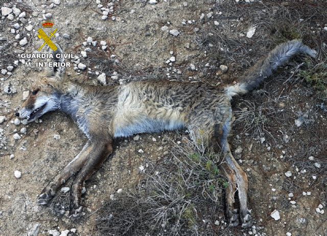 La Guardia Civil investiga a cuatro personas por utilizar medios de caza no selectivos, Foto 8