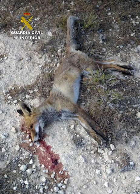 La Guardia Civil investiga a cuatro personas por utilizar medios de caza no selectivos, Foto 9