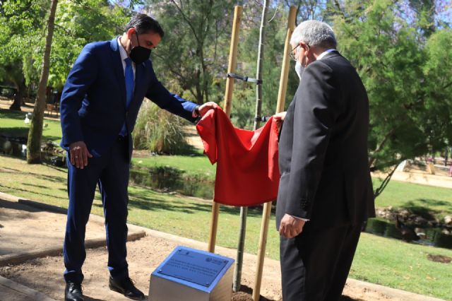 Un álamo blanco recuerda a los fallecidos por el COVID-19 - 2, Foto 2