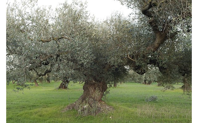 El anuncio de hoy recoge el trabajo desempeñado por UPA desde el año 2014. Foto: UPA., Foto 1