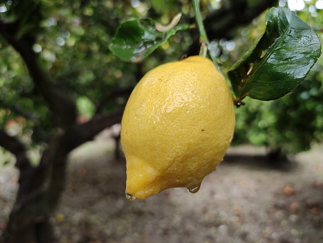 ASAJA Murcia exige estrictos controles fitosanitarios a las importaciones de limones argentinos y sudafricanos en la campaña de verano - 1, Foto 1