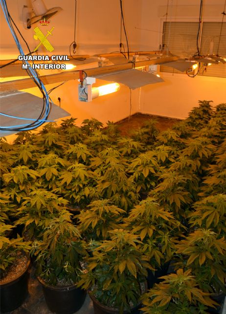 La Guardia Civil desmantela en Blanca y Abarán un grupo delictivo que cultivaba marihuana - 1, Foto 1