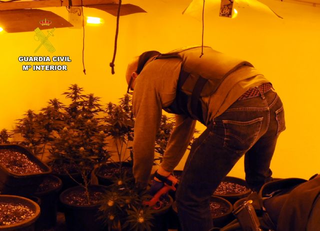 La Guardia Civil desmantela en Blanca y Abarán un grupo delictivo que cultivaba marihuana - 5, Foto 5