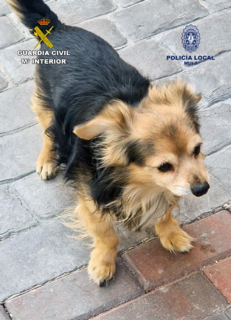 La Guardia Civil investiga a un joven por romper el fémur a un perro de una patada - 1, Foto 1