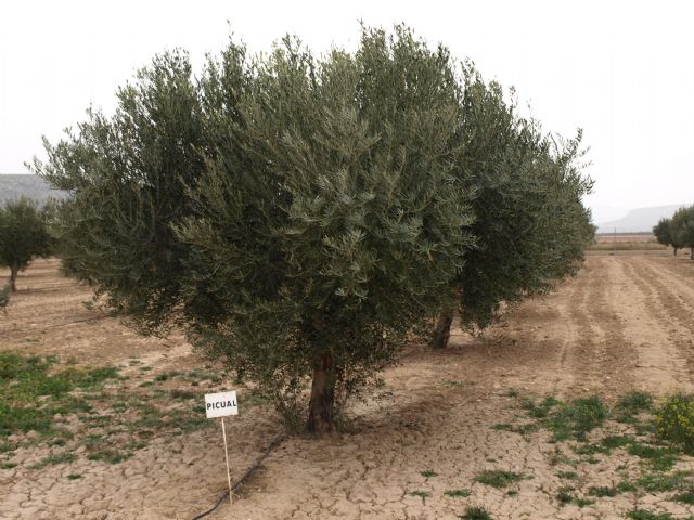 Agricultura realiza en Jumilla un ensayo para evaluar el comportamiento agronómico de diferentes variedades de aceituna - 1, Foto 1