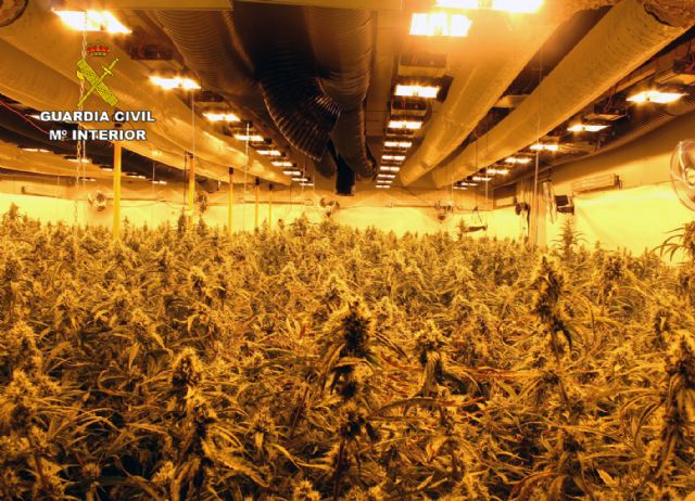 La Guardia Civil desmantela un grupo criminal de ámbito internacional dedicado al cultivo intensivo de marihuana - 1, Foto 1