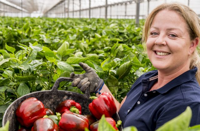 El pimiento murciano avanza de manera favorable - 2, Foto 2