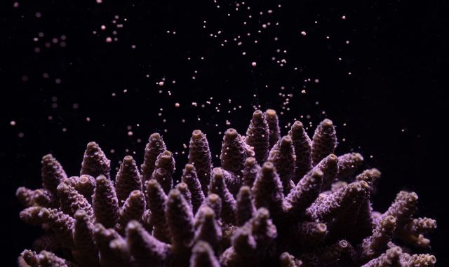 Canon, Coral Spawning Lab y Nature Seychelles se unen para regenerar los arrecifes de coral - 2, Foto 2