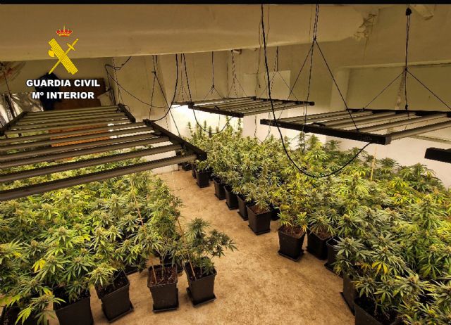 Desmantelan en Abanilla un grupo delictivo que cultivaba gran cantidad de marihuana - 4, Foto 4