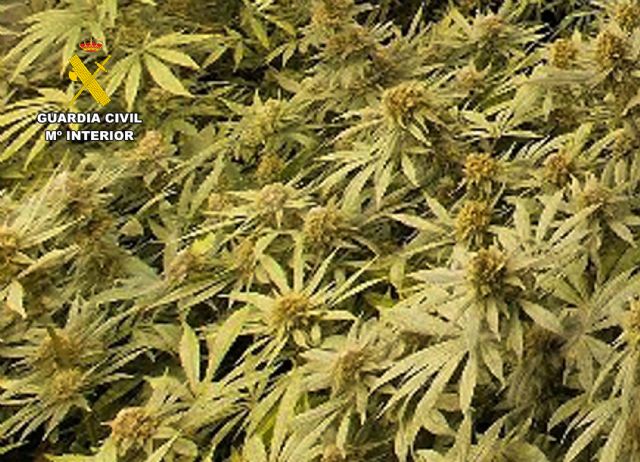 Desmantelan en Abanilla un grupo delictivo que cultivaba gran cantidad de marihuana - 5, Foto 5