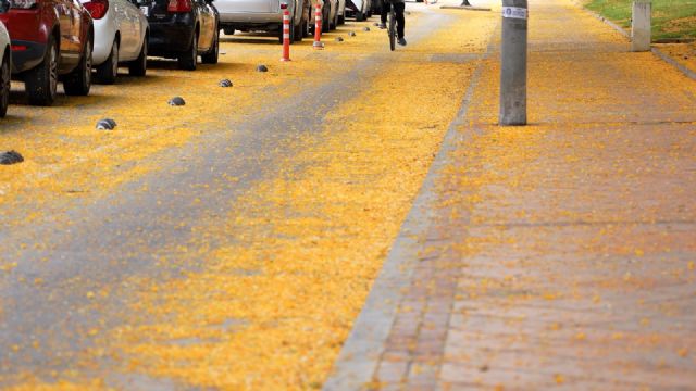 El PSOE reclama un refuerzo urgente de la limpieza y una mejor coordinación municipal ante la acumulación de restos vegetales en la vía pública - 2, Foto 2