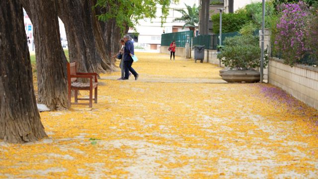 El PSOE reclama un refuerzo urgente de la limpieza y una mejor coordinación municipal ante la acumulación de restos vegetales en la vía pública - 3, Foto 3