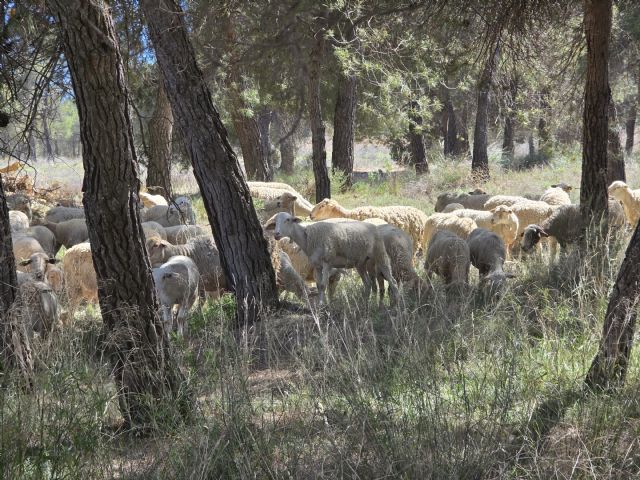 El silvopastoreo se consolida como herramienta para prevenir incendios, mantener el territorio y generar oportunidades rurales - 2, Foto 2