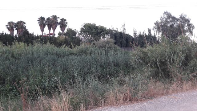 Ahora Murcia denuncia la proliferación masiva de cañas y maleza en el cauce del Segura y propone la plantación de arbolado y flora autóctonos - 1, Foto 1