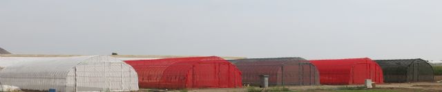 Ensayan con mallas fotoselectivas de sombreo para mejorar los frutos y evitar plagas en el Campo de Cartagena - 3, Foto 3