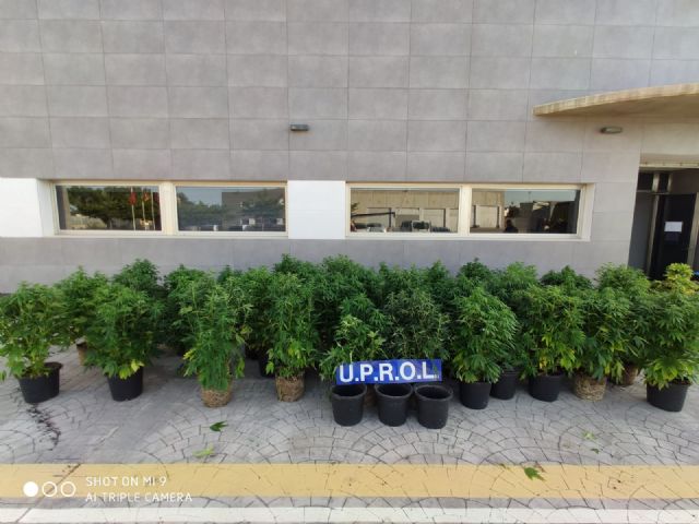 Desmantelan una plantación de marihuana en fase de floración del interior de una vivienda del barrio lorquino de San Diego - 2, Foto 2