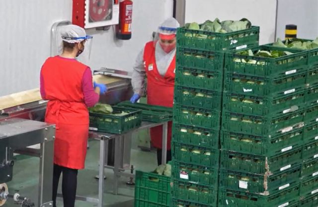 COATO aumenta en un 40% la producción de col picuda, que esta campaña destaca por su calidad, Foto 3