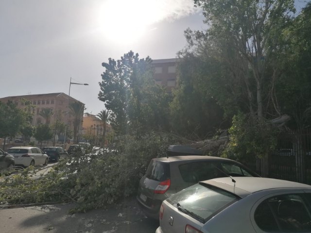Se cierra y desaloja el parque municipal “Marcos Ortiz” por la caída de un árbol a consecuencia de los efectos del viento, que ha dañado dos vehículos, Foto 3