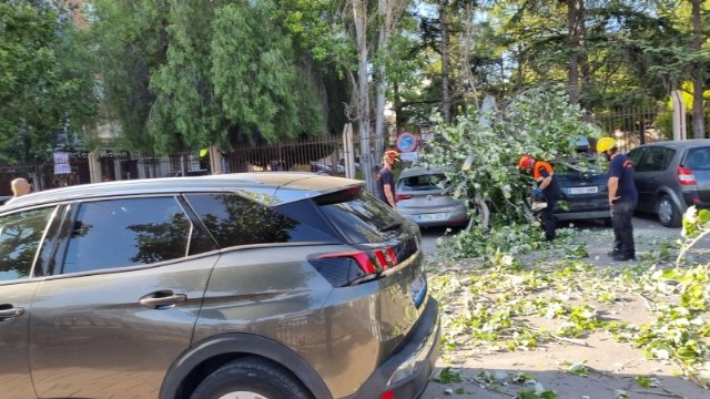 Se cierra y desaloja el parque municipal “Marcos Ortiz” por la caída de un árbol a consecuencia de los efectos del viento, que ha dañado dos vehículos, Foto 4