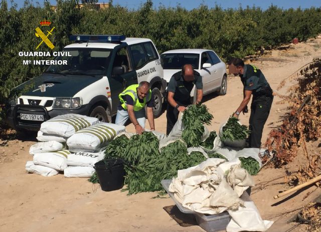 La Guardia Civil desmantela una plantación con más de 2.000 plantas de marihuana en Ulea - 1, Foto 1