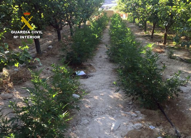 La Guardia Civil desmantela una plantación con más de 2.000 plantas de marihuana en Ulea - 2, Foto 2