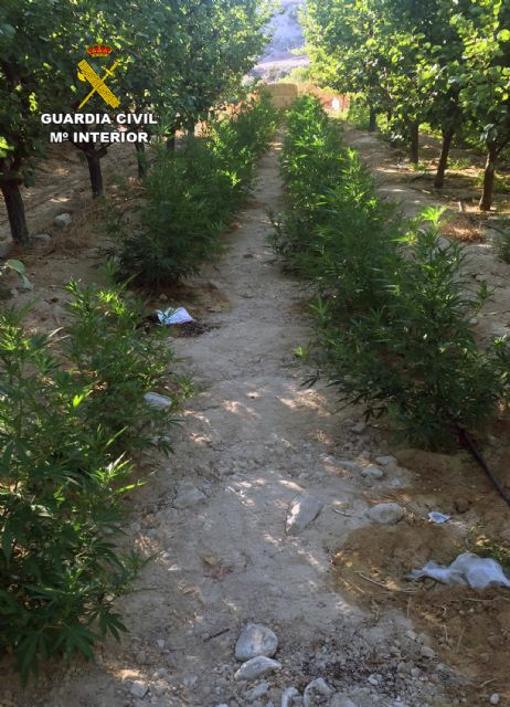 La Guardia Civil desmantela una plantación con más de 2.000 plantas de marihuana en Ulea - 3, Foto 3