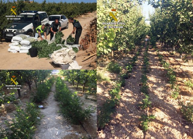 La Guardia Civil desmantela una plantación con más de 2.000 plantas de marihuana en Ulea - 4, Foto 4