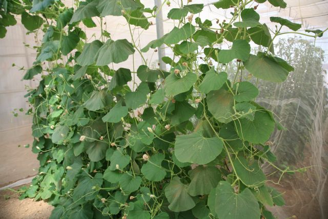 Agricultura utilizará la calabaza como planta trampa para evitar que la mosca blanca dañe los cultivos de tomate en invernadero - 1, Foto 1
