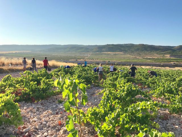 Inicio de la vendimia en la DOP Jumilla - 2, Foto 2