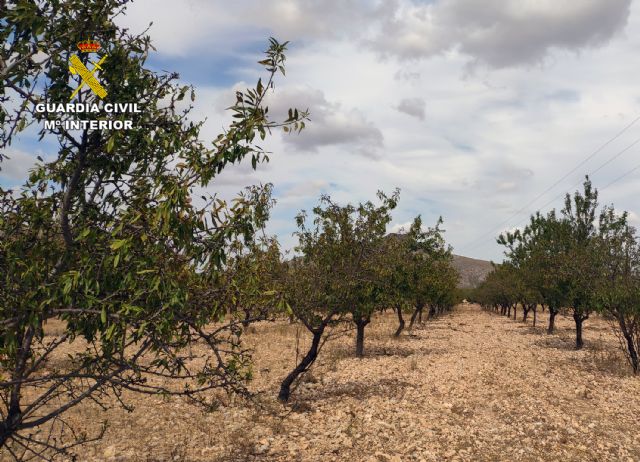 La Guardia Civil recupera más de cinco toneladas de almendra sustraídas de una finca agrícola de Abanilla - 1, Foto 1