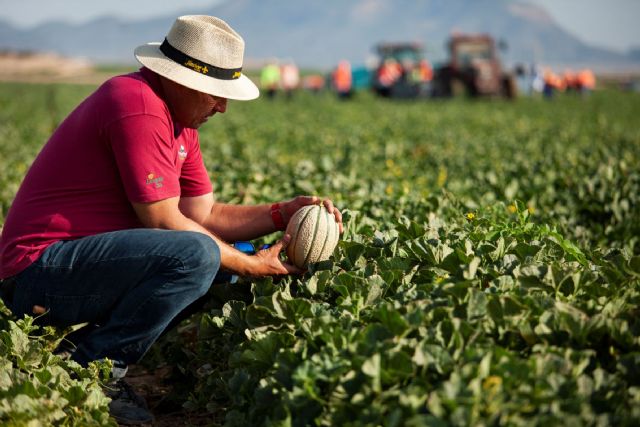 Carrefour apuesta por los melones murcianos para su surtido de marcas propias - 1, Foto 1