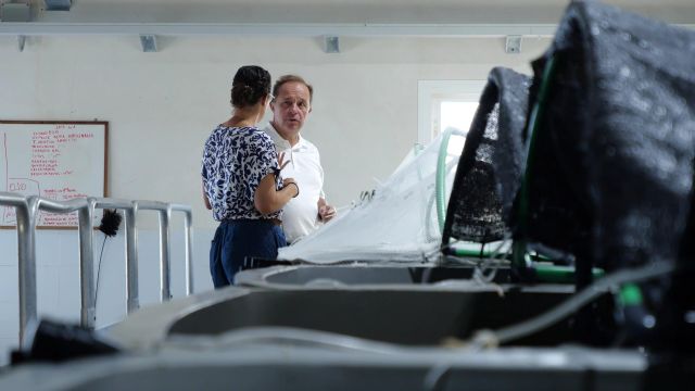 El IMIDA desarrolla un proyecto para la introducción del mújol como cultivo de nueva especie de interés en la acuicultura - 1, Foto 1