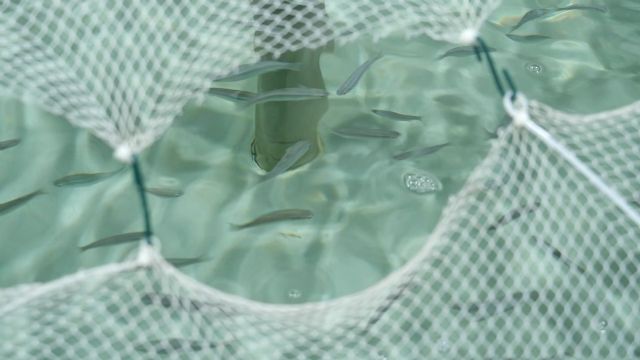 El IMIDA desarrolla un proyecto para la introducción del mújol como cultivo de nueva especie de interés en la acuicultura - 2, Foto 2