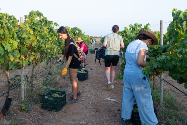 La comunidad universitaria vendimia uva autóctona para elaborar el vino Tomás Ferro y testar la ´variedad´ enovoltaica - 1, Foto 1