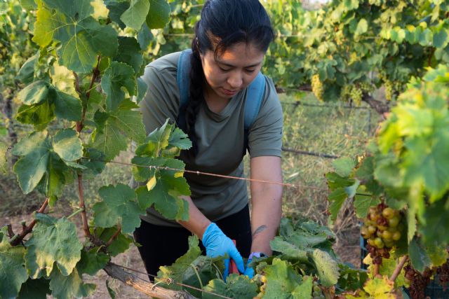 La comunidad universitaria vendimia uva autóctona para elaborar el vino Tomás Ferro y testar la ´variedad´ enovoltaica - 2, Foto 2