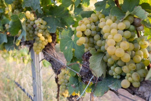La comunidad universitaria vendimia uva autóctona para elaborar el vino Tomás Ferro y testar la ´variedad´ enovoltaica - 3, Foto 3