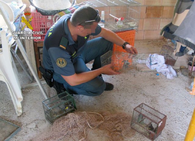La Guardia Civil detiene/investiga a dos personas por la captura y posesión ilícita de jilgueros - 2, Foto 2