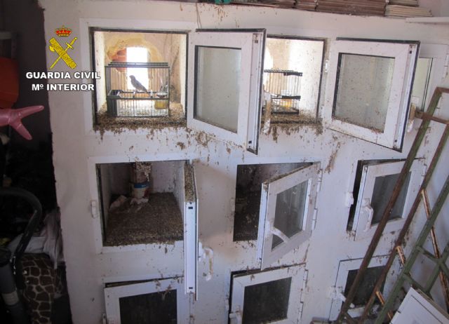 La Guardia Civil detiene/investiga a dos personas por la captura y posesión ilícita de jilgueros - 3, Foto 3