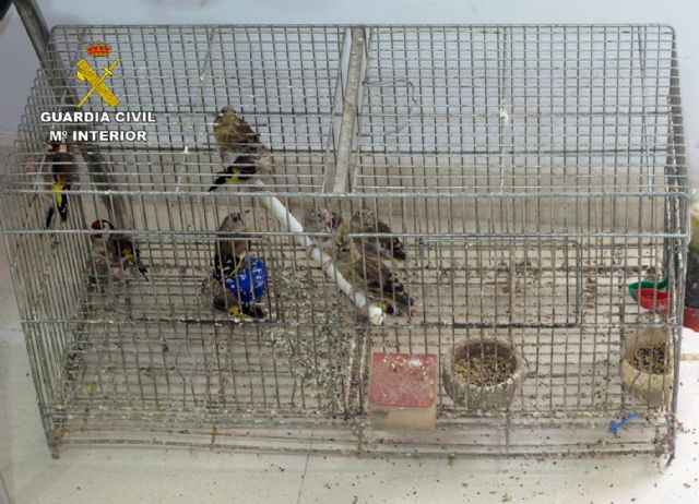 La Guardia Civil detiene/investiga a dos personas por la captura y posesión ilícita de jilgueros - 4, Foto 4