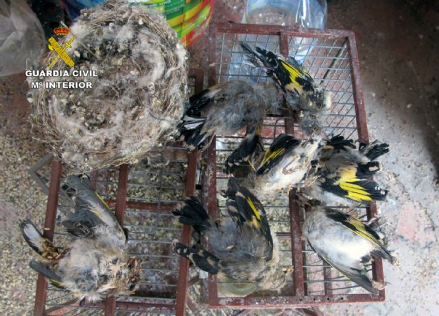 La Guardia Civil detiene/investiga a dos personas por la captura y posesión ilícita de jilgueros - 5, Foto 5