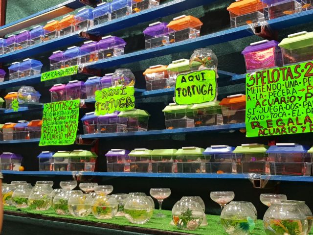 Cambiemos Murcia denuncia el uso de animales como premio en la Feria - 2, Foto 2